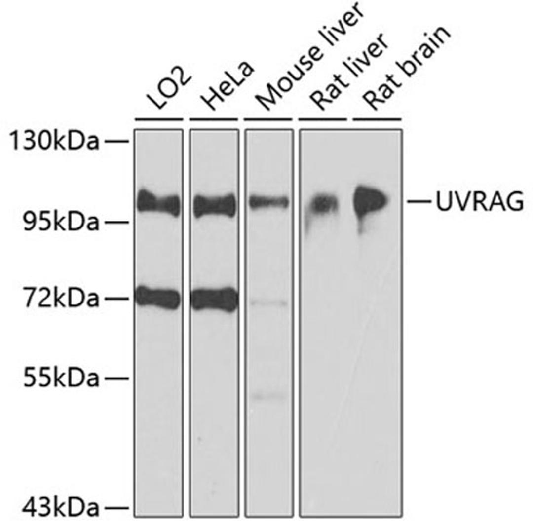 Western blot - UVRAG antibody (A8462)