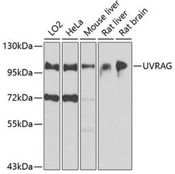 Western blot - UVRAG antibody (A8462)
