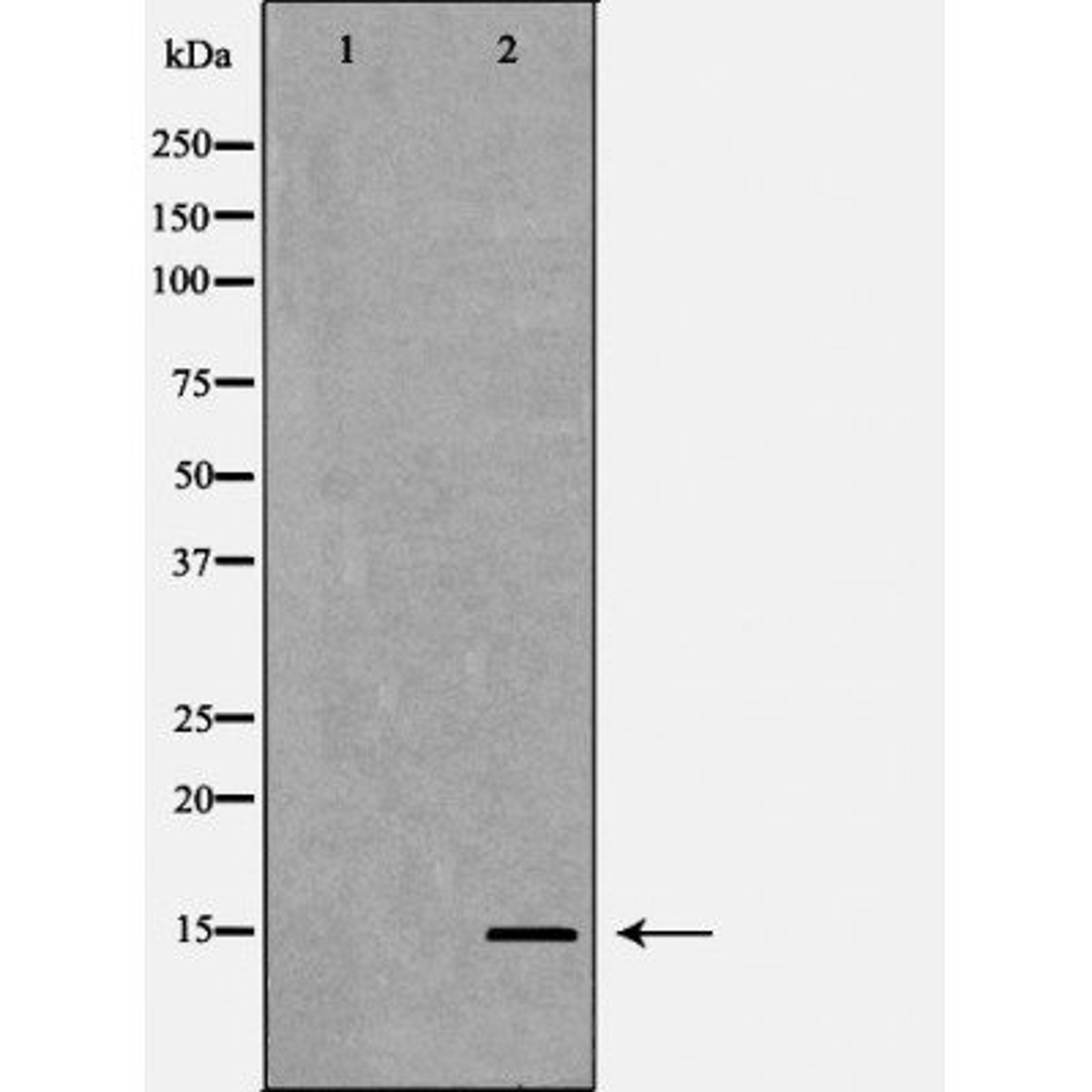 Western blot analysis of HeLa cell line and H3 protein expressed in E.coli using Histone H3K4me2 antibody