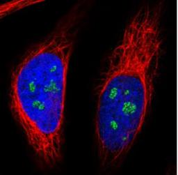 Immunocytochemistry/Immunofluorescence: NOP56 Antibody (CL2603) [NBP2-36778] - Staining in HeLa cell line with Anti-NOP56 monoclonal antibody, showing nucleoli-specific staining in green. Microtubule- and nuclear probes are visualized in red and blue respectively (where available). Antibody staining is shown in green.