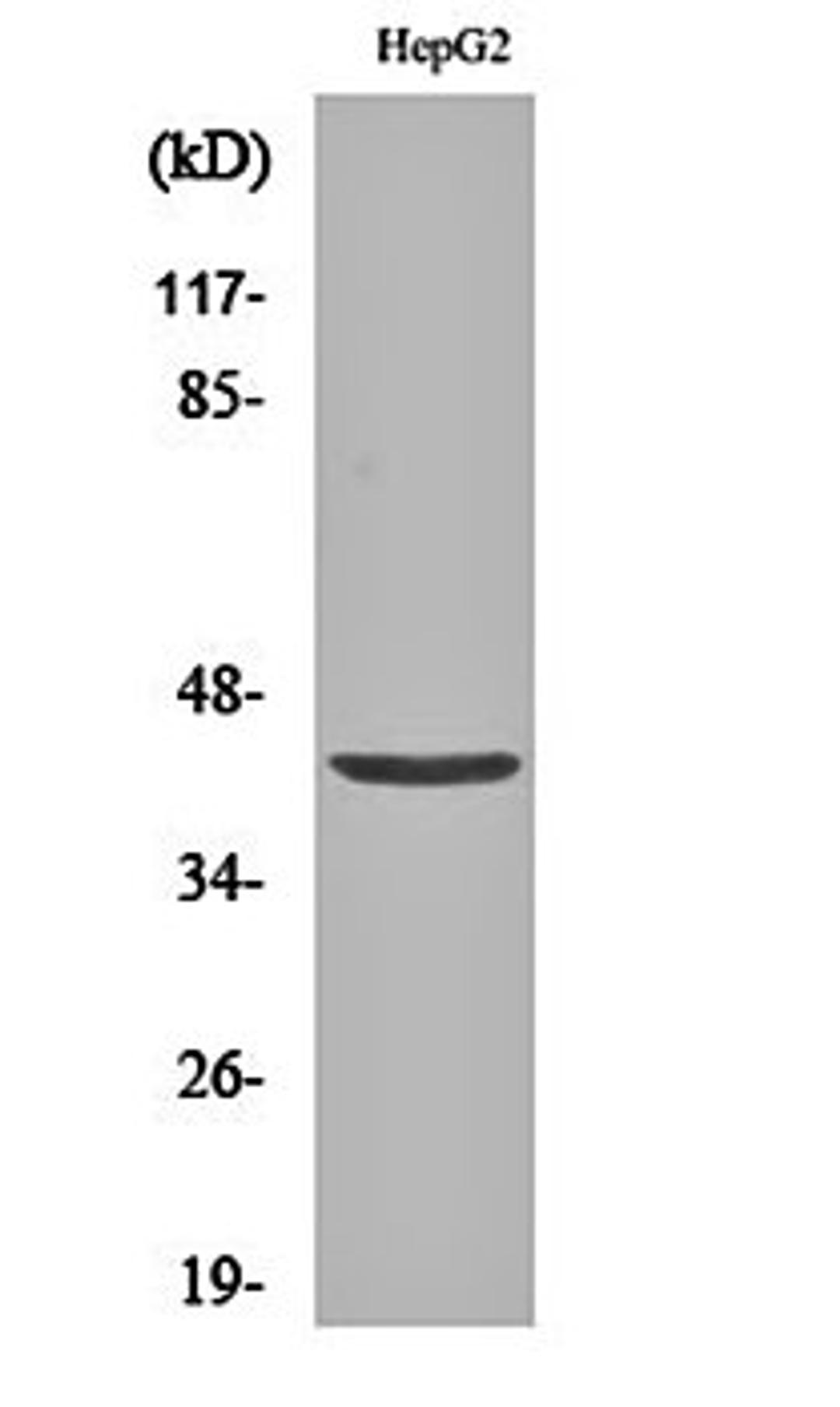 Western blot analysis of HepG2 cell lysates using EP3 antibody