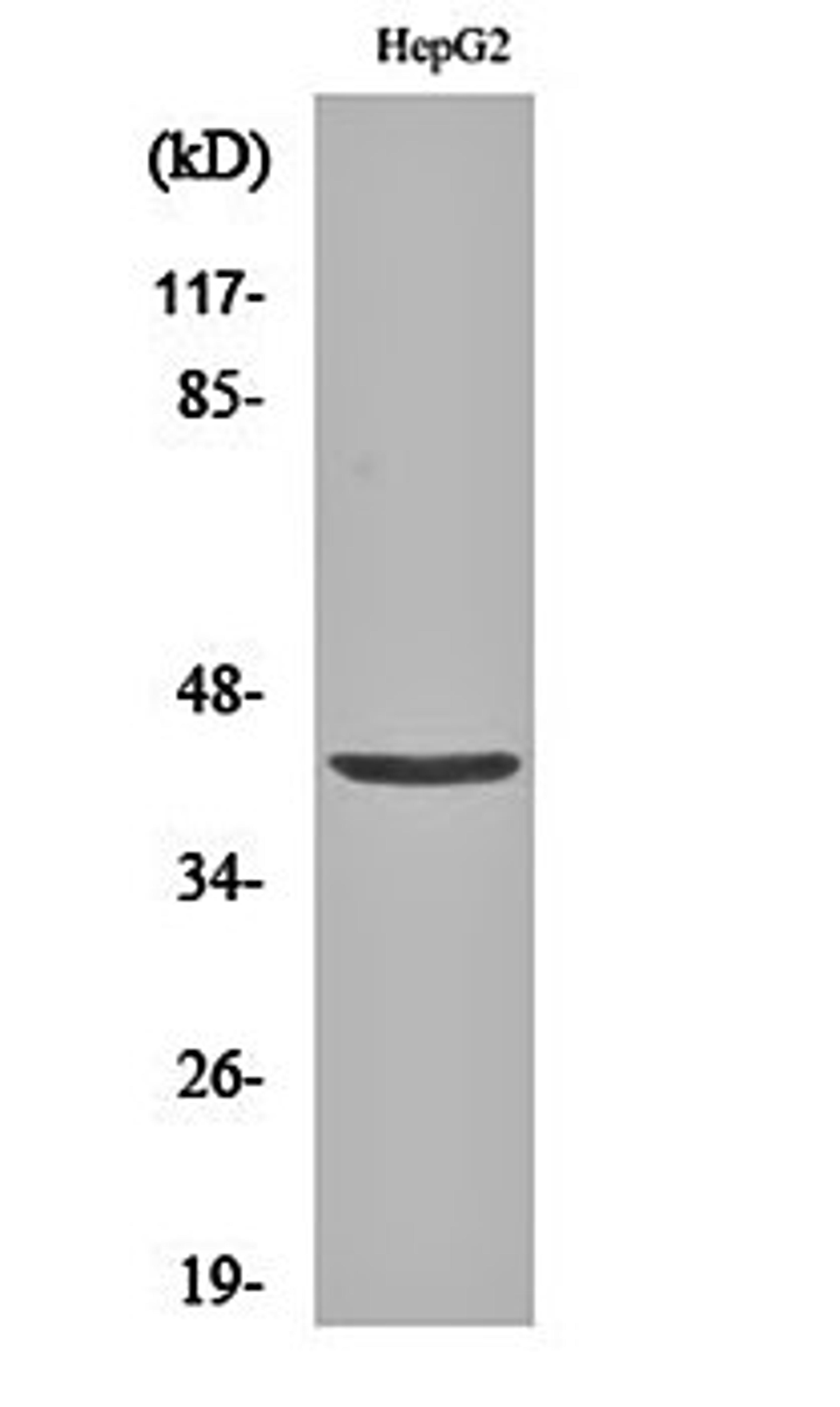 Western blot analysis of HepG2 cell lysates using EP3 antibody