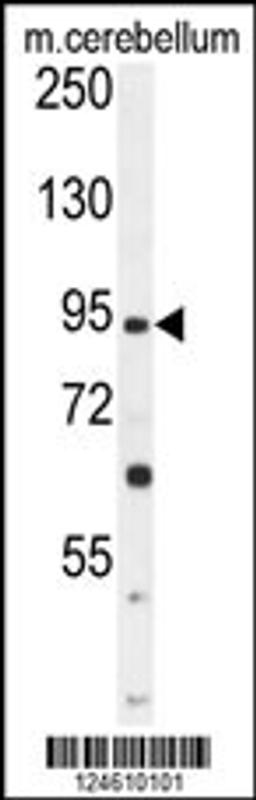 Western blot analysis in mouse cerebellum tissue lysates (35ug/lane).