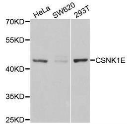 Western blot analysis of extracts of various cell lines using CSNK1E antibody