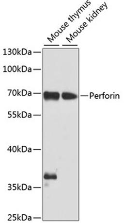 Western blot - Perforin antibody (A0093)