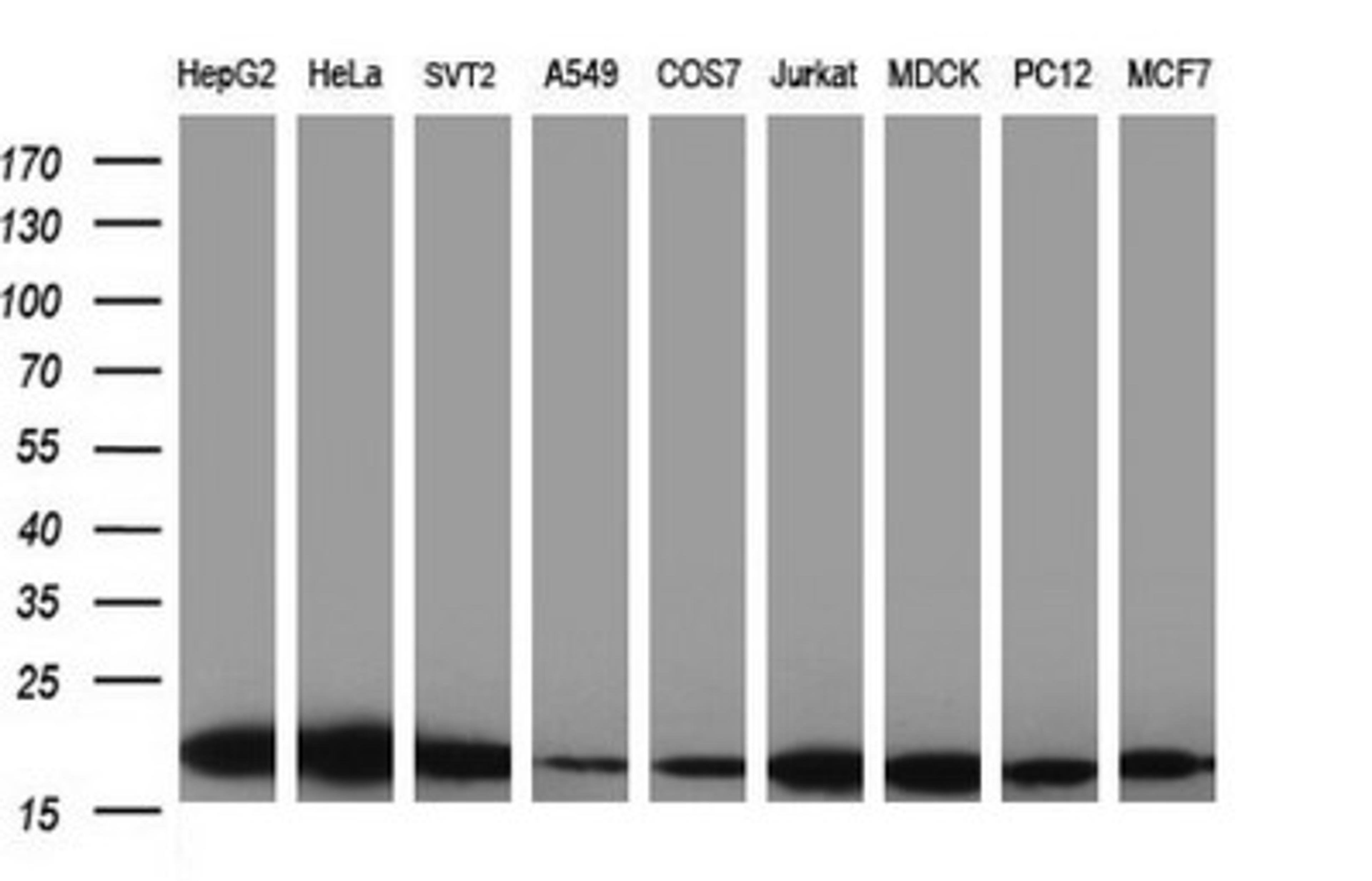 Western Blot: LZIC Antibody (3A7) [NBP2-45703] - Analysis of extracts (35ug) from 9 different cell lines (HepG2: human; HeLa: human; SVT2: mouse; A549: human; COS7: monkey; Jurkat: human; MDCK: canine; PC12: rat; MCF7: human).