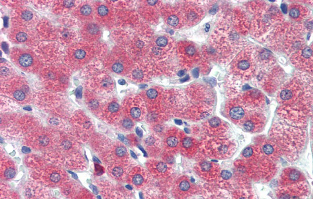 Antibody used in IHC on Human Liver cell lysates at 5.0 ug/ml.