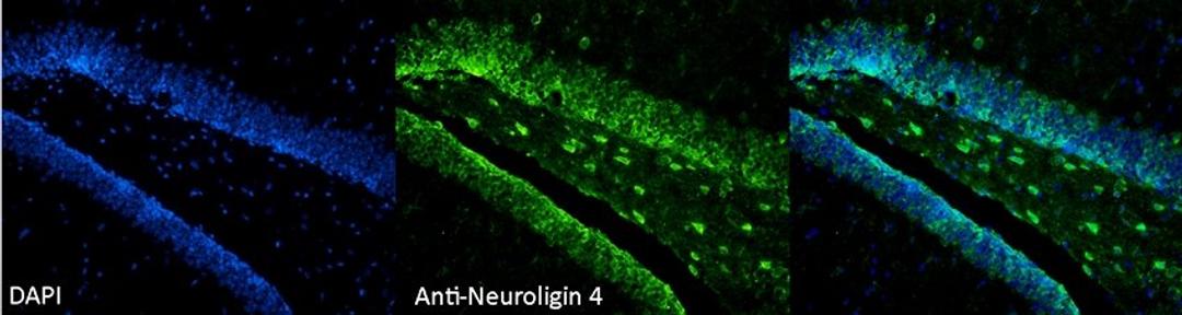 Immunohistochemical staining of mouse Dentate Gyrus tissue using Neuroligin 4 antibody