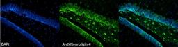 Immunohistochemical staining of mouse Dentate Gyrus tissue using Neuroligin 4 antibody