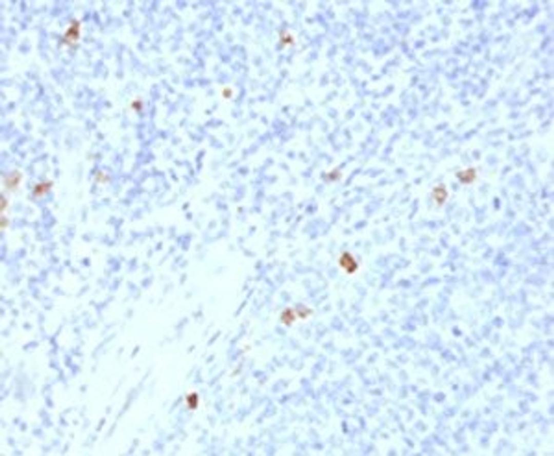 Immunohistochemical staining of human tonsil using IgG4 antibody