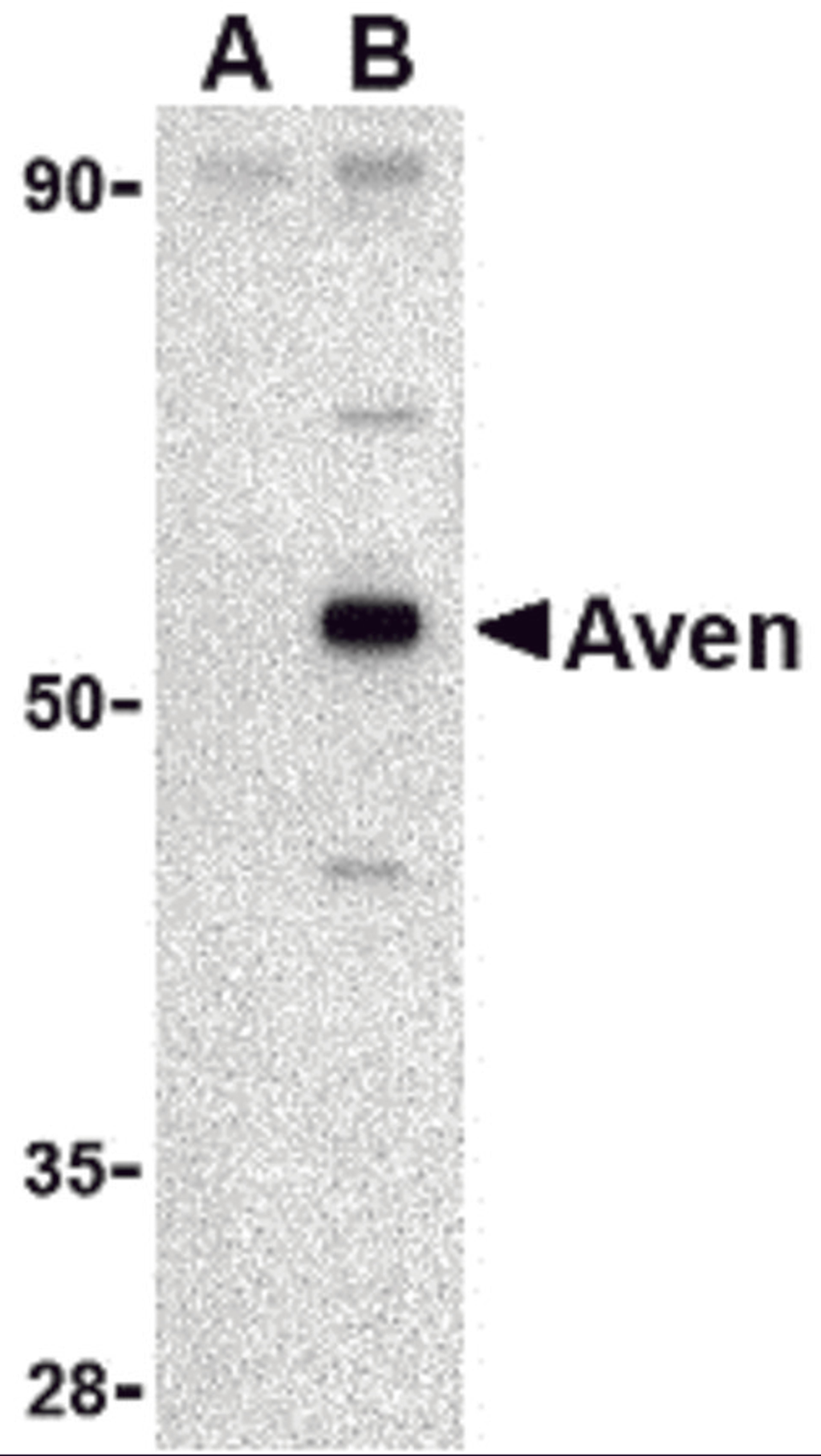 Western blot analysis of Aven in Raji cell lysate with Aven antibody at 1 μg/mL in (A) the presence and (B) the absence of blocking peptide.