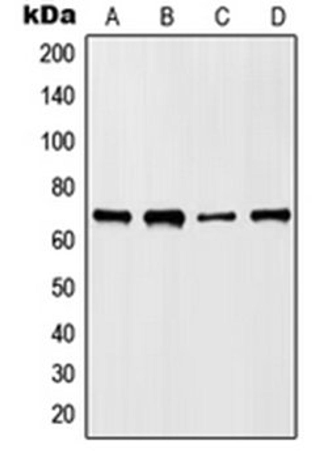 Western blot analysis of HepG2 (Lane 1), NIH3T3 (Lane 2), mouse liver (Lane 3), rat liver (Lane 4) whole cell lysates using HKR1 antibody