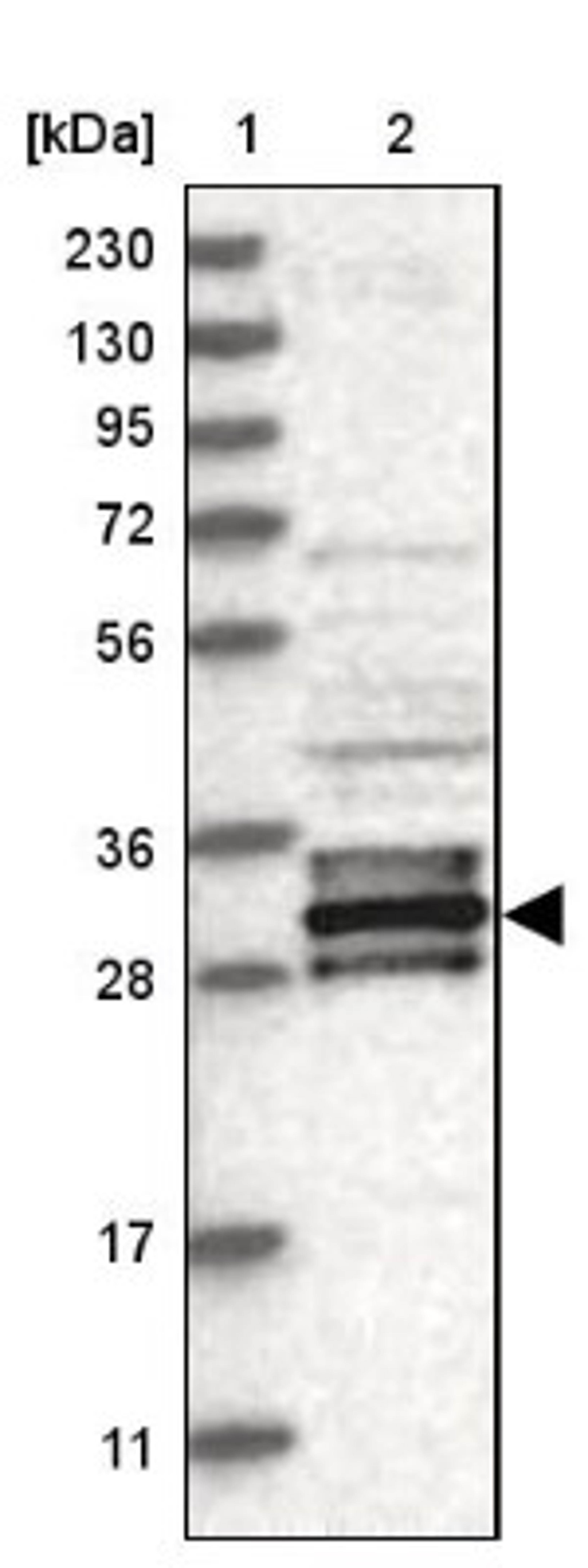 Western Blot: C7orf46 Antibody [NBP1-90513] - Lane 1: Marker [kDa] 230, 130, 95, 72, 56, 36, 28, 17, 11<br/>Lane 2: Human cell line RT-4