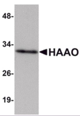 Western blot analysis of HAAO in Mouse liver tissue lysate with HAAO antibody at 1 &#956;g/mL.