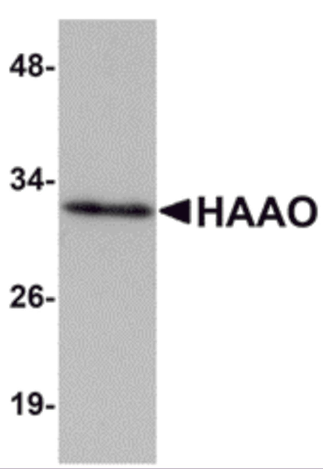 Western blot analysis of HAAO in Mouse liver tissue lysate with HAAO antibody at 1 μg/mL.