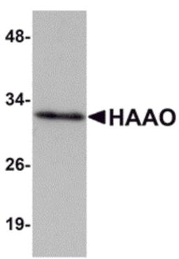 Western blot analysis of HAAO in Mouse liver tissue lysate with HAAO antibody at 1 μg/mL.