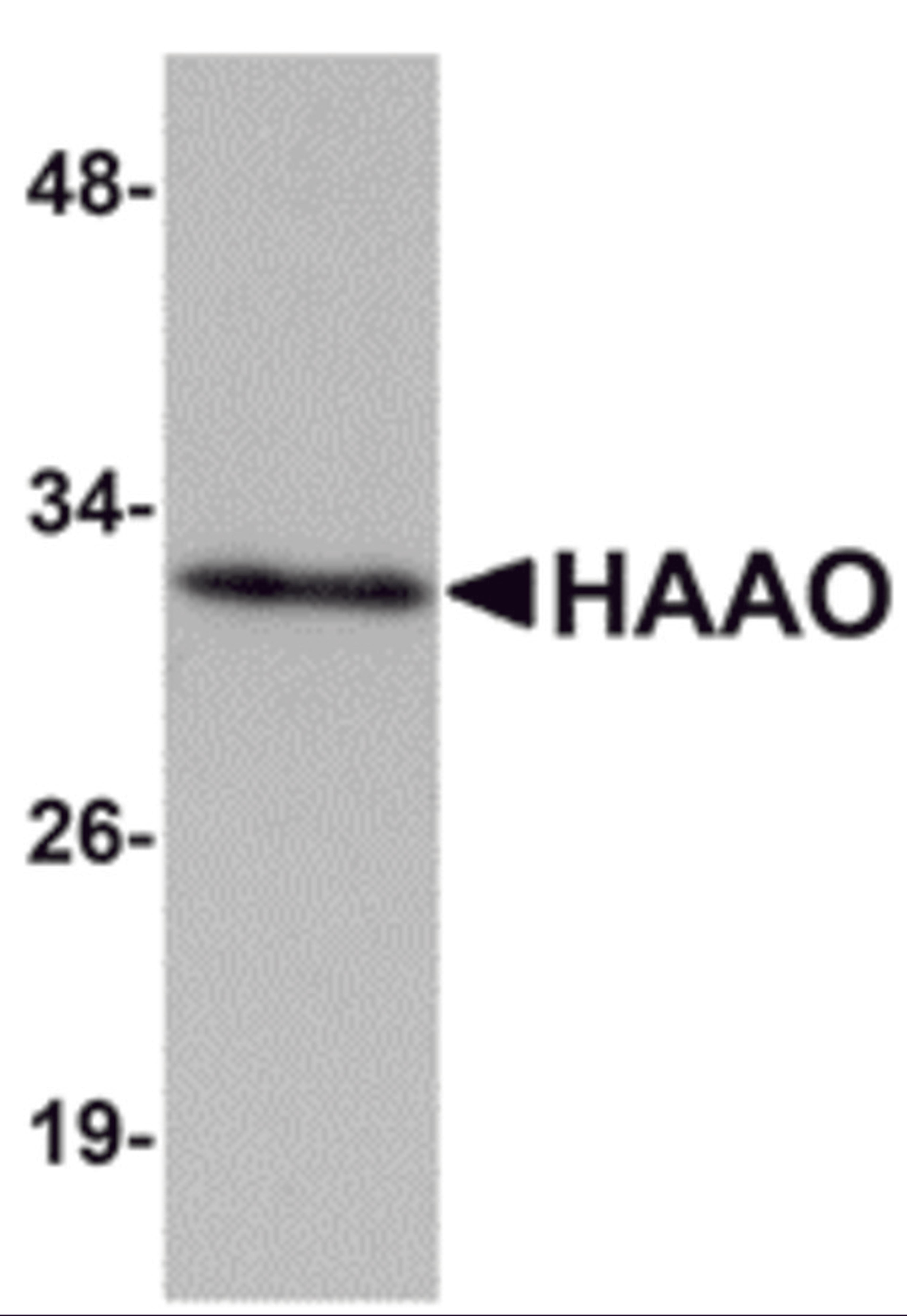 Western blot analysis of HAAO in Mouse liver tissue lysate with HAAO antibody at 1 μg/mL.