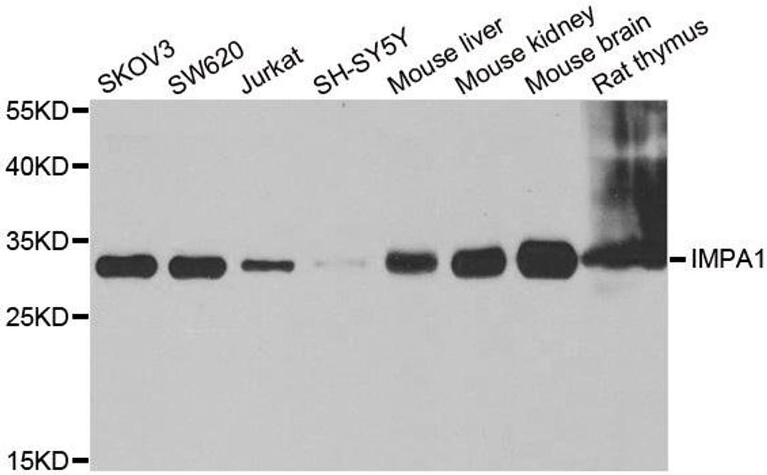 Western blot analysis of extracts of various cell lines using IMPA1 antibody