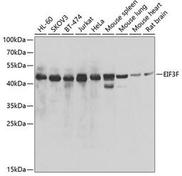 Western blot - EIF3F antibody (A7023)