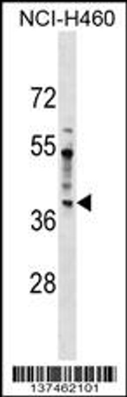 Western blot analysis in NCI-H460 cell line lysates (35ug/lane).