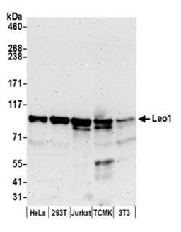 Detection of human and mouse Leo1 by western blot.