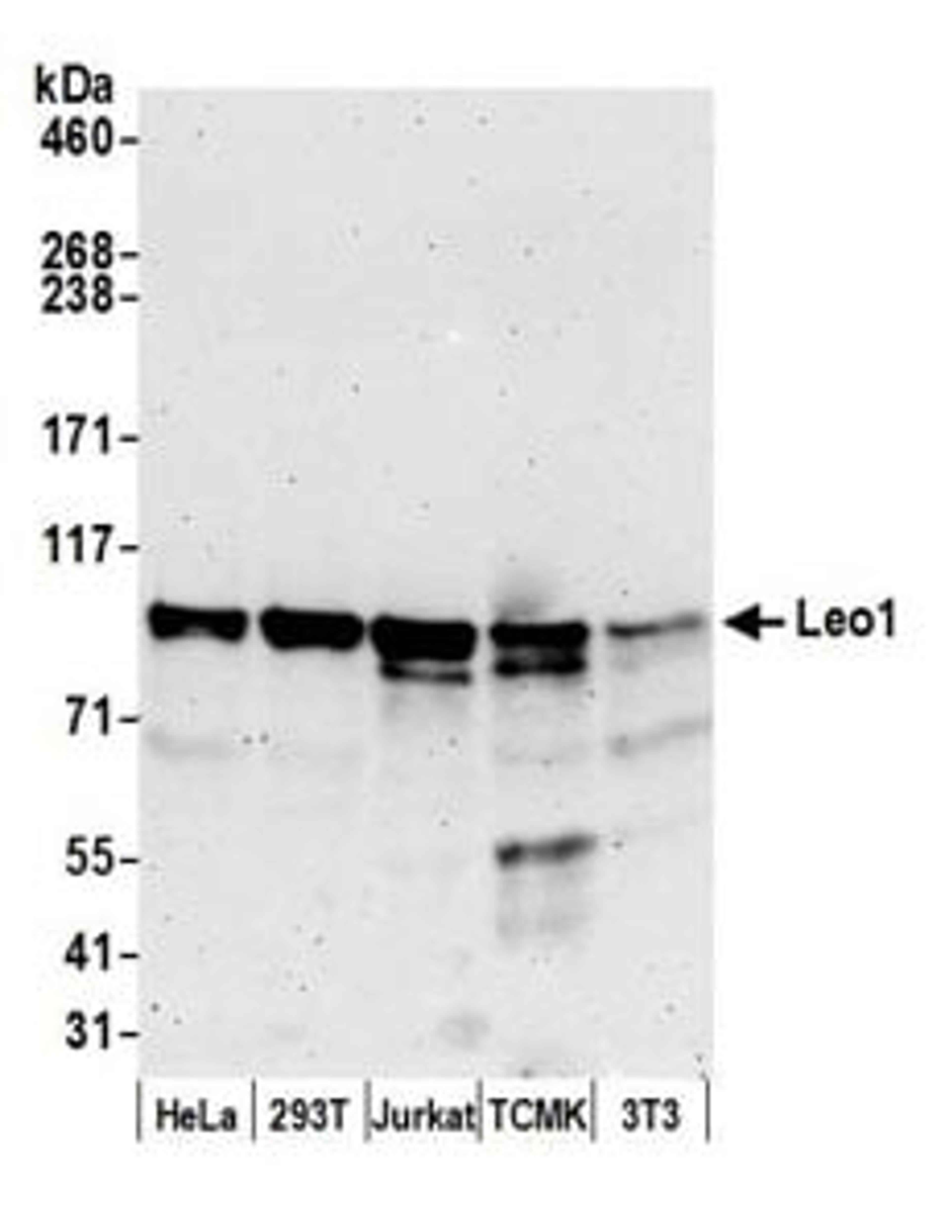 Detection of human and mouse Leo1 by western blot.