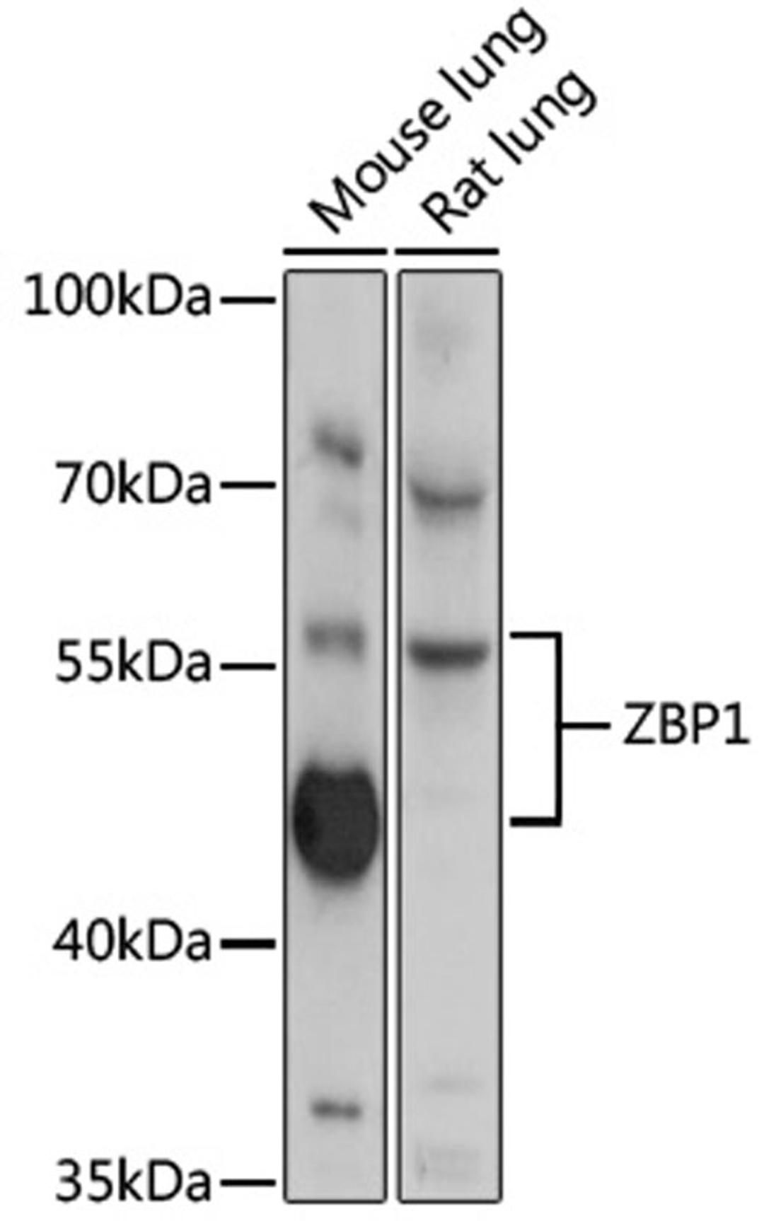 Western blot - ZBP1 antibody (A13899)