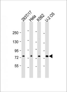 Western Blot at 1:2000 dilution Lane 1: 293T/17 whole cell lysate Lane 2: Hela whole cell lysate Lane 3: K562 whole cell lysate Lane 4: U-2 OS whole cell lysate Lysates/proteins at 20 ug per lane.