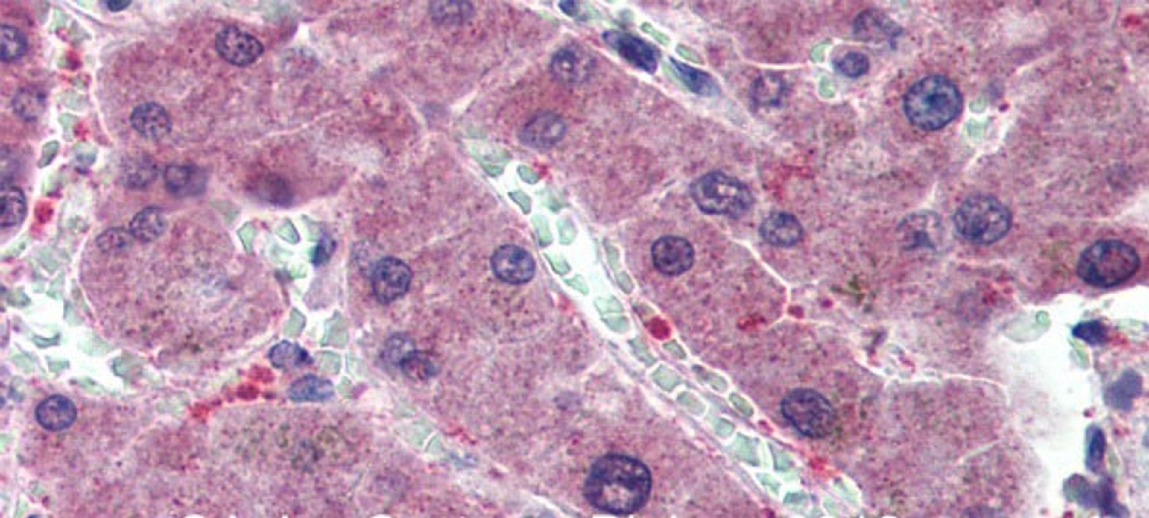 Antibody used in IHC on Human Liver at 5.0 ug/ml.