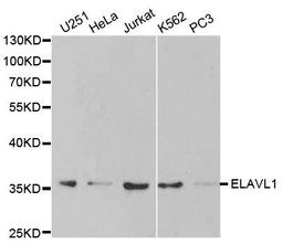 Western blot analysis of extracts of various cell lines using ELAVL1 antibody