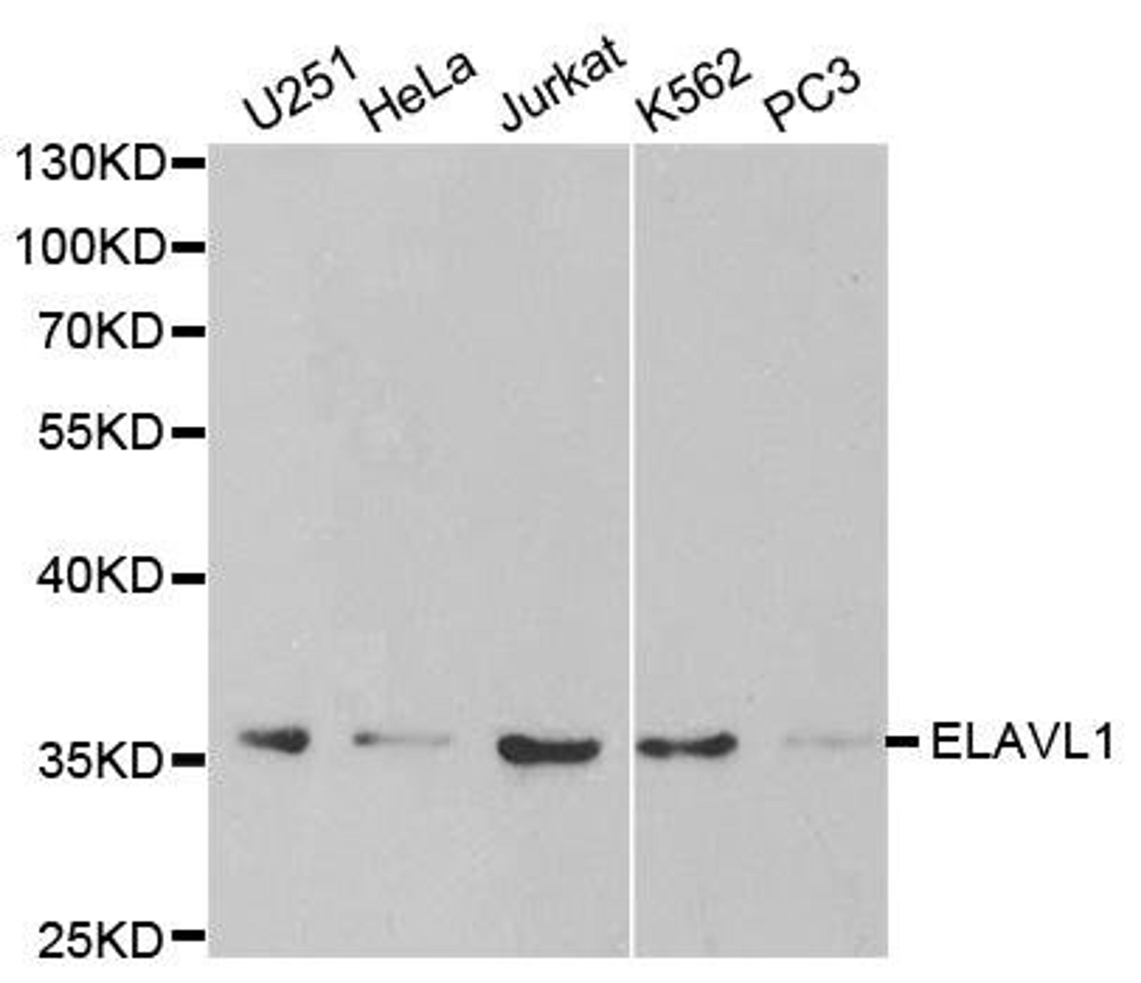 Western blot analysis of extracts of various cell lines using ELAVL1 antibody