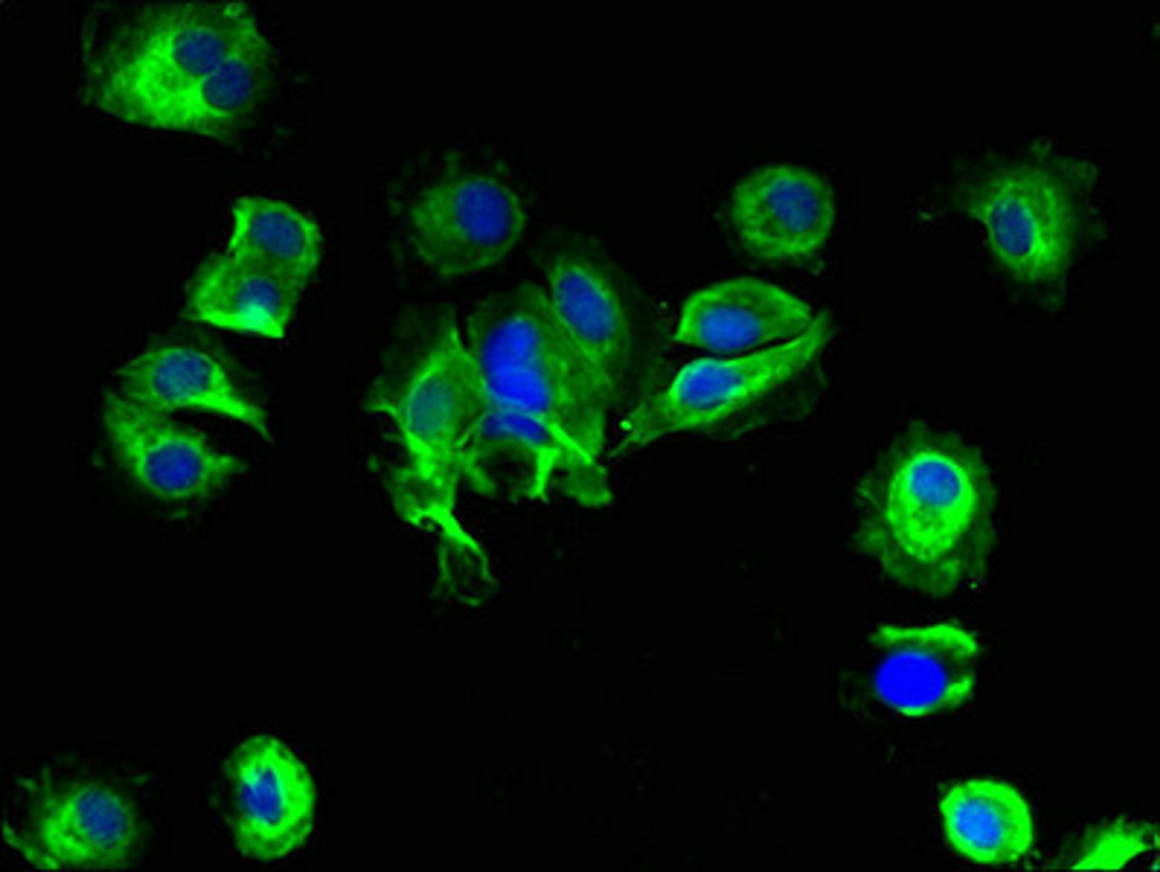 Immunofluorescent analysis of MCF-7 cells using CSB-PA021480LA01HU at dilution of 1:100 and Alexa Fluor 488-congugated AffiniPure Goat Anti-Rabbit IgG(H+L)