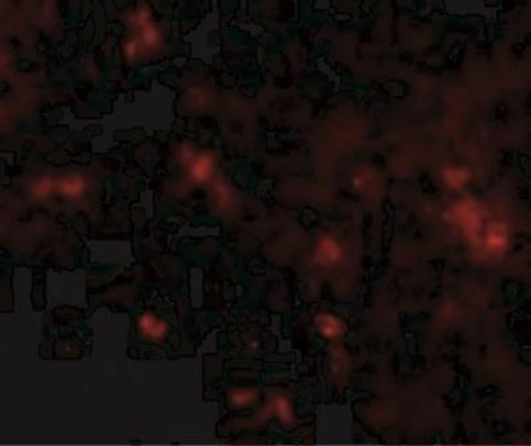 Immunocytochemistry/Immunofluorescence: SYPL2 Antibody [NBP1-77362] - SYPL2 in cells with SYPL2 antibody at ug/mL.