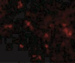 Immunocytochemistry/Immunofluorescence: SYPL2 Antibody [NBP1-77362] - SYPL2 in cells with SYPL2 antibody at ug/mL.