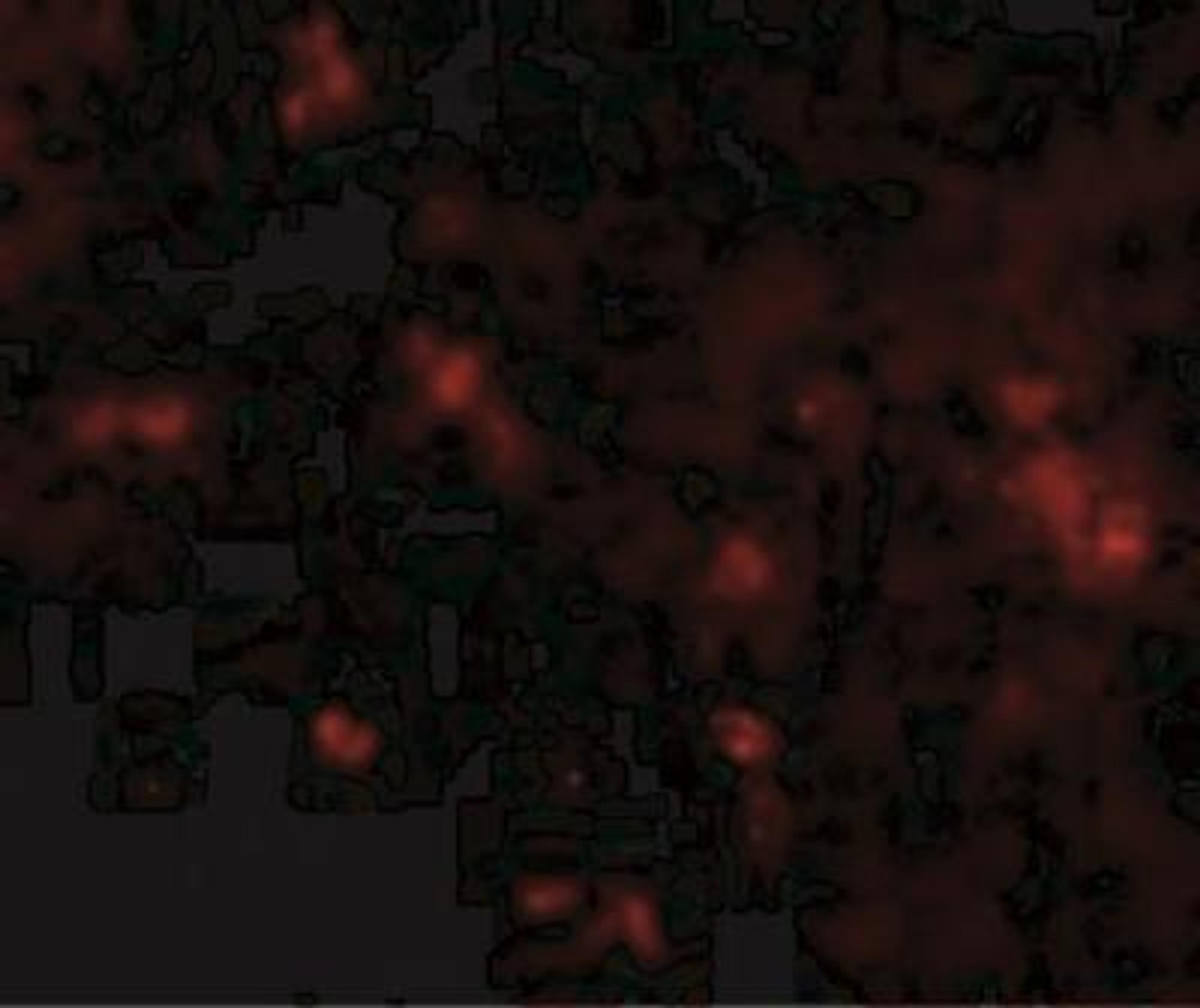 Immunocytochemistry/Immunofluorescence: SYPL2 Antibody [NBP1-77362] - SYPL2 in cells with SYPL2 antibody at ug/mL.