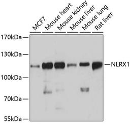 Western blot - NLRX1 antibody (A4976)