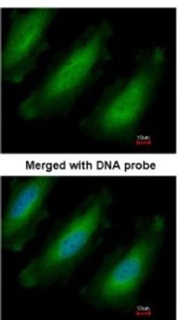 Immunocytochemistry/Immunofluorescence: RPL13A Antibody [NBP1-32710] - Paraformaldehyde-fixed HeLa, using antibody at 1:200 dilution.