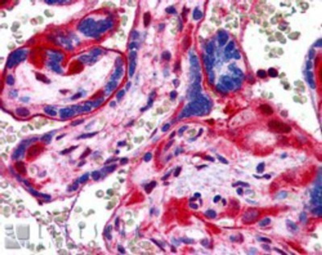 Immunohistochemistry-Paraffin: Annexin A11 Antibody [NB300-875] - Human Placenta. Steamed antigen retrieval with citrate buffer pH 6, AP-staining.