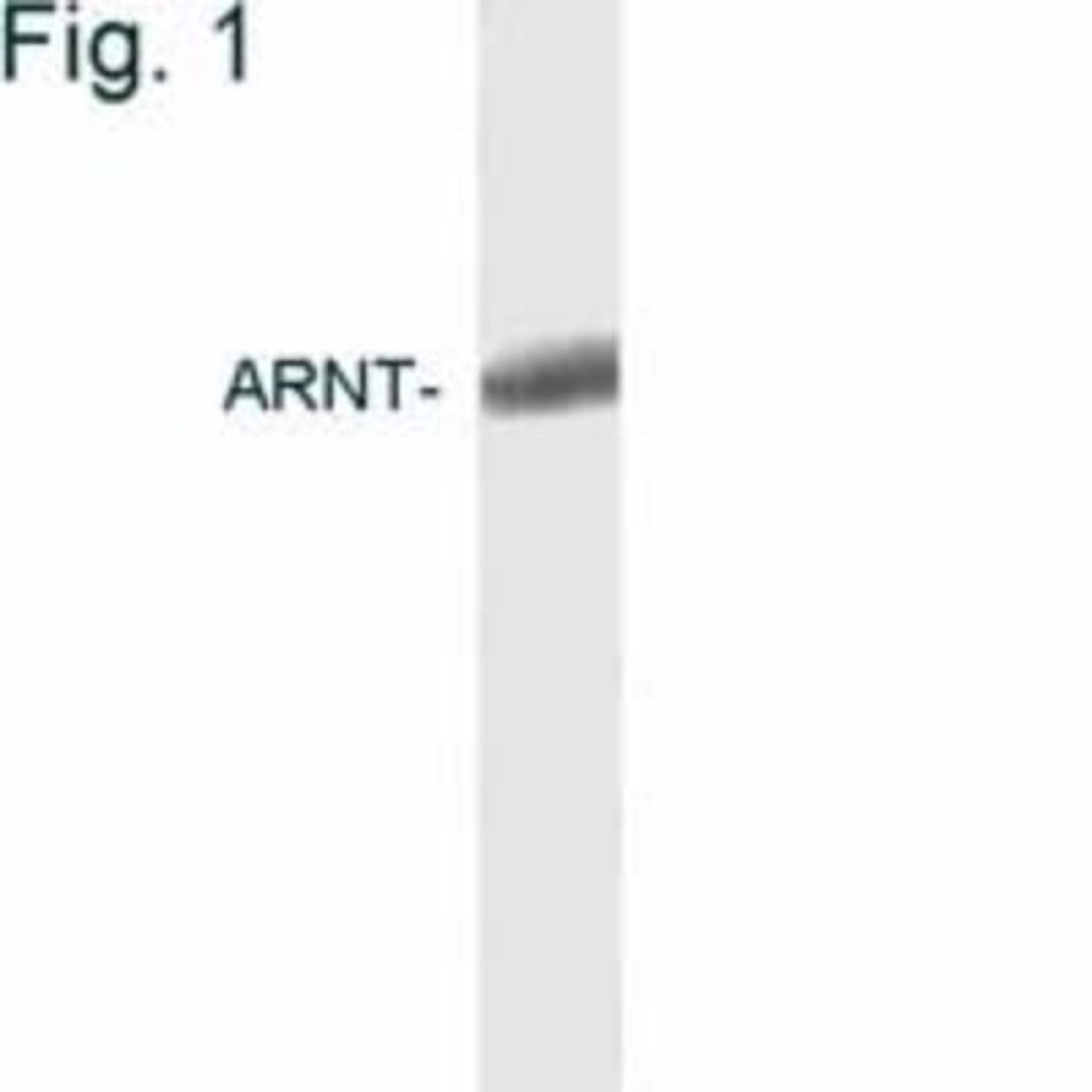 Western Blot: ARNT/HIF-1 beta Antibody (2B10) [NB300-525] - Analysis of COS cell extract.