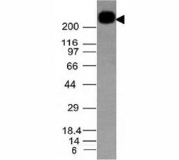 Western blot testing of CD45RB antibody and Daudi lysate