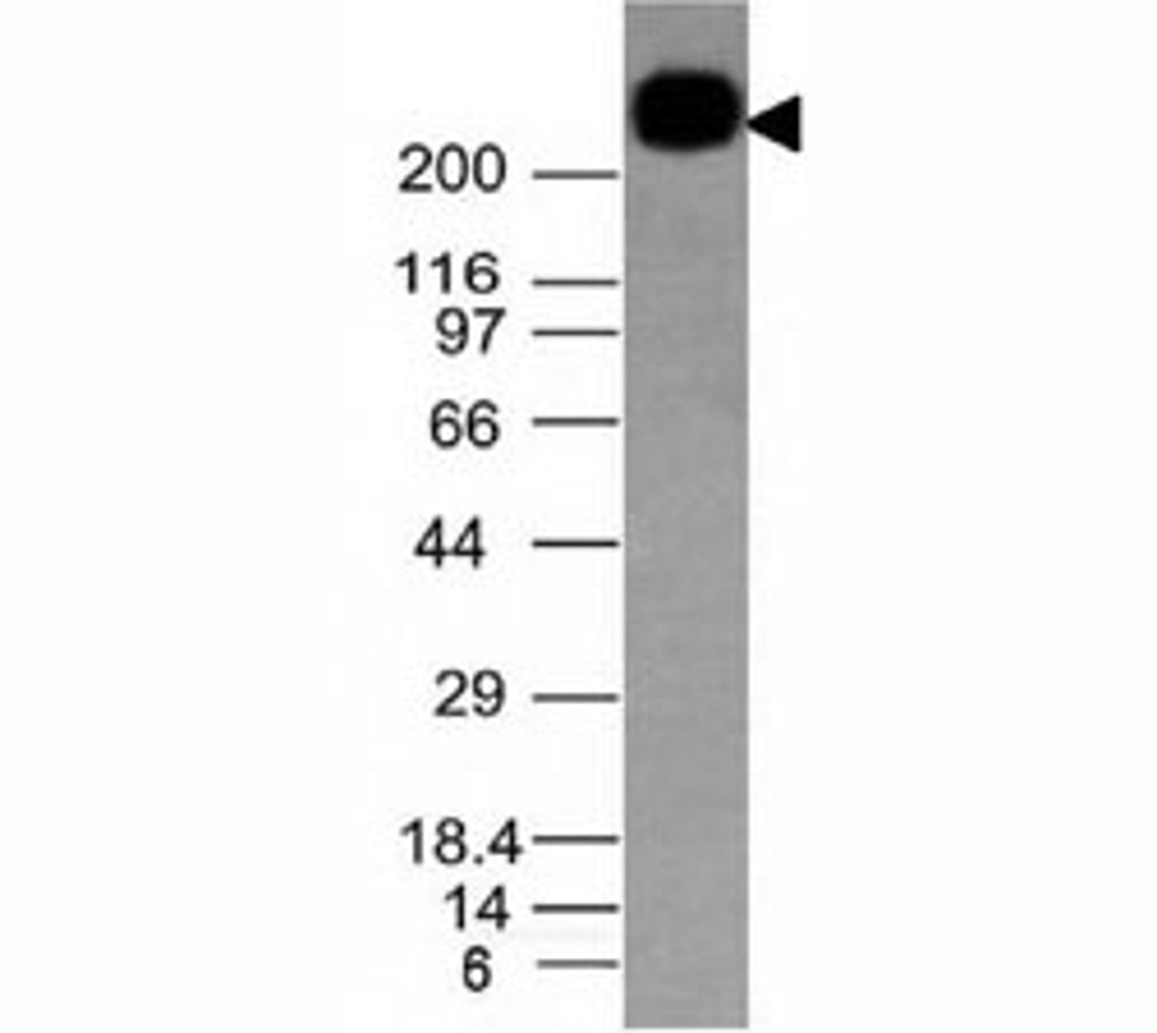 Western blot testing of CD45RB antibody and Daudi lysate