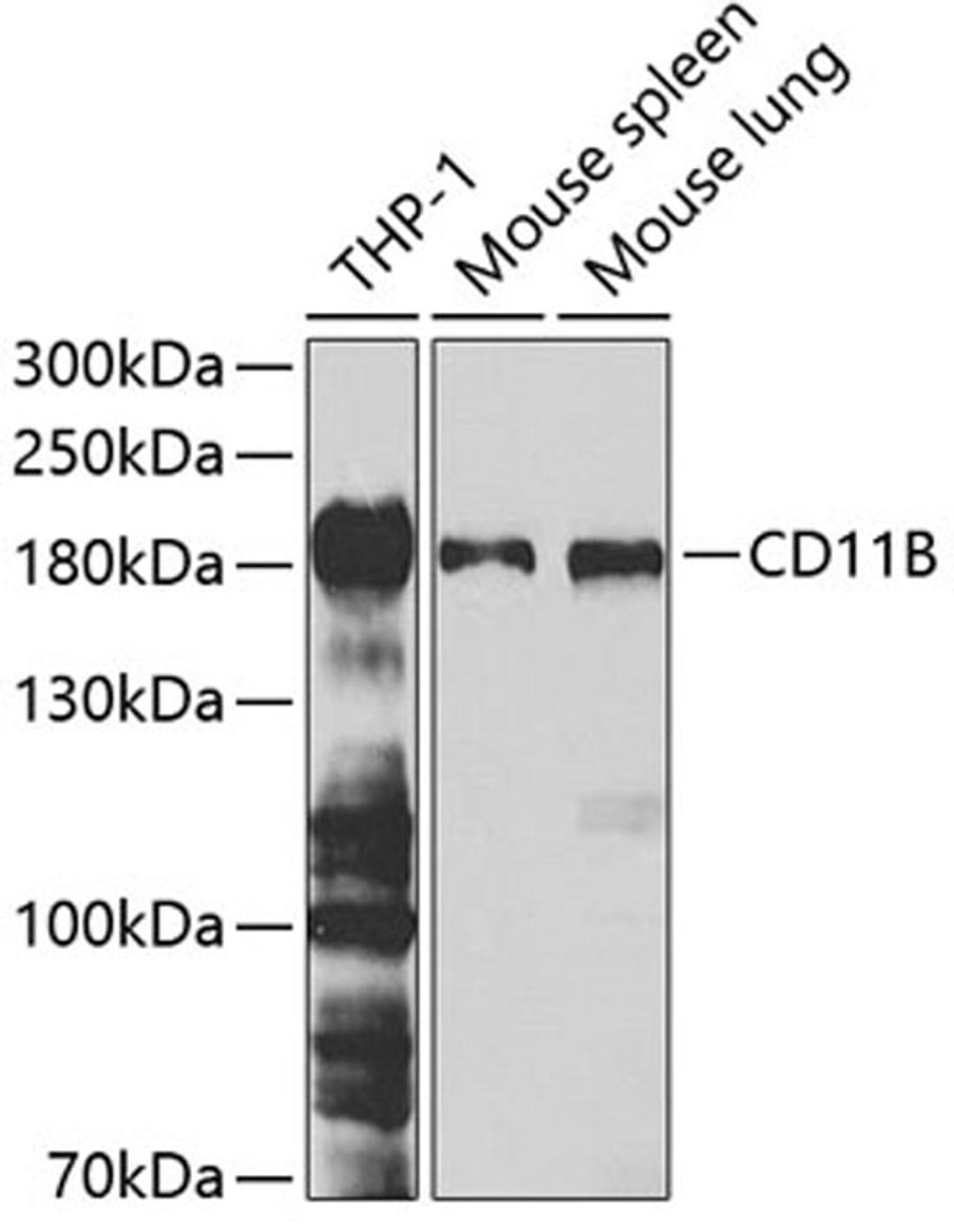 Western blot - CD11B antibody (A1581)