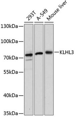 Western blot - KLHL3 antibody (A13771)