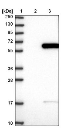 Western Blot: RANBP3L Antibody [NBP1-82057] - Lane 1: Marker [kDa] 250, 130, 95, 72, 55, 36, 28, 17, 10<br/>Lane 2: Negative control (vector only transfected HEK293T lysate)<br/>Lane 3: Over-expression lysate (Co-expressed with a C-terminal myc-DDK tag (~3.1 kDa) in mammalian HEK293T cells, LY408138)