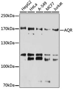 Western blot - AQR antibody (A6011)