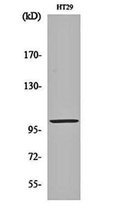 Western blot analysis of HT29 cell lysates using Actinin- alpha3 antibody