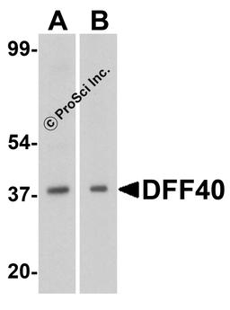 Western blot analysis of DFF40 in (A) K562 and (B) and Jurkat cell lysate with DFF40 antibody at 1 μg/mL.