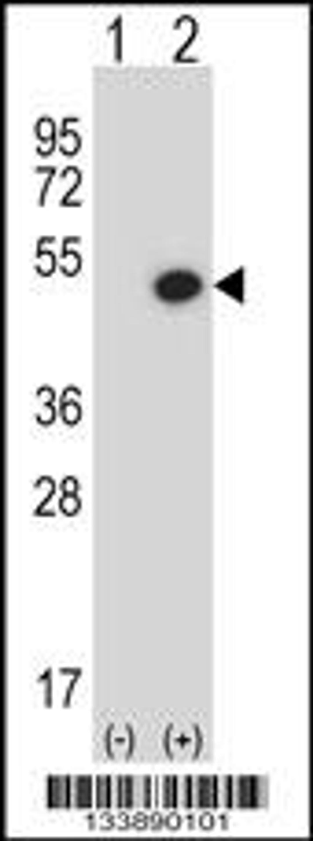 Western blot analysis of BMP7 using rabbit polyclonal BMP7 Antibody using 293 cell lysates (2 ug/lane) either nontransfected (Lane 1) or transiently transfected (Lane 2) with the BMP7 gene.