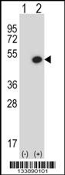 Western blot analysis of BMP7 using rabbit polyclonal BMP7 Antibody using 293 cell lysates (2 ug/lane) either nontransfected (Lane 1) or transiently transfected (Lane 2) with the BMP7 gene.