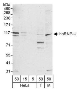 Detection of human and mouse hnRNP-U by western blot.